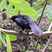 Giant Cowbird